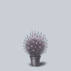 Belleza Compact Pink Gaura