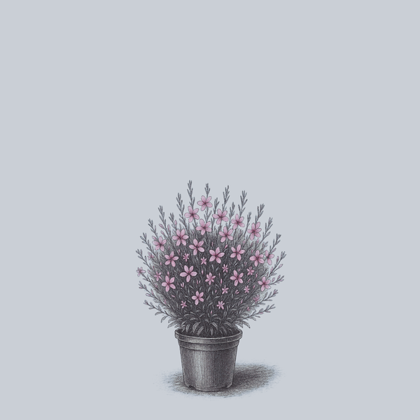 Belleza Compact Pink Gaura