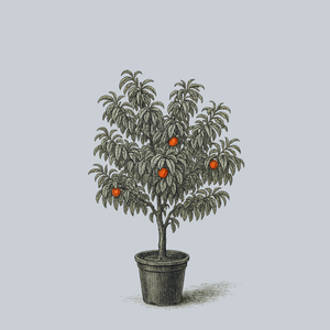 Belle of Georgia Peach