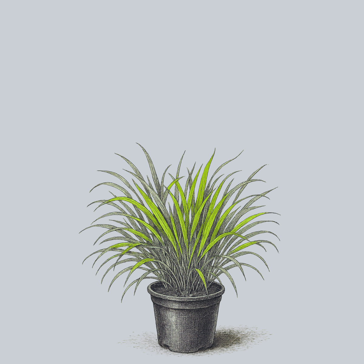 Beni Kaze Japanese Forest Grass – Plant Detectives