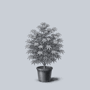 Beni Shichihenge Japanese Maple