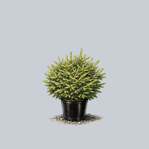 Bergman's Gem Oriental Spruce