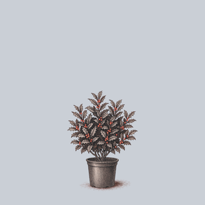 Berri Magic Royalty Meserve Holly