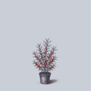 Berry Poppins Winterberry Holly