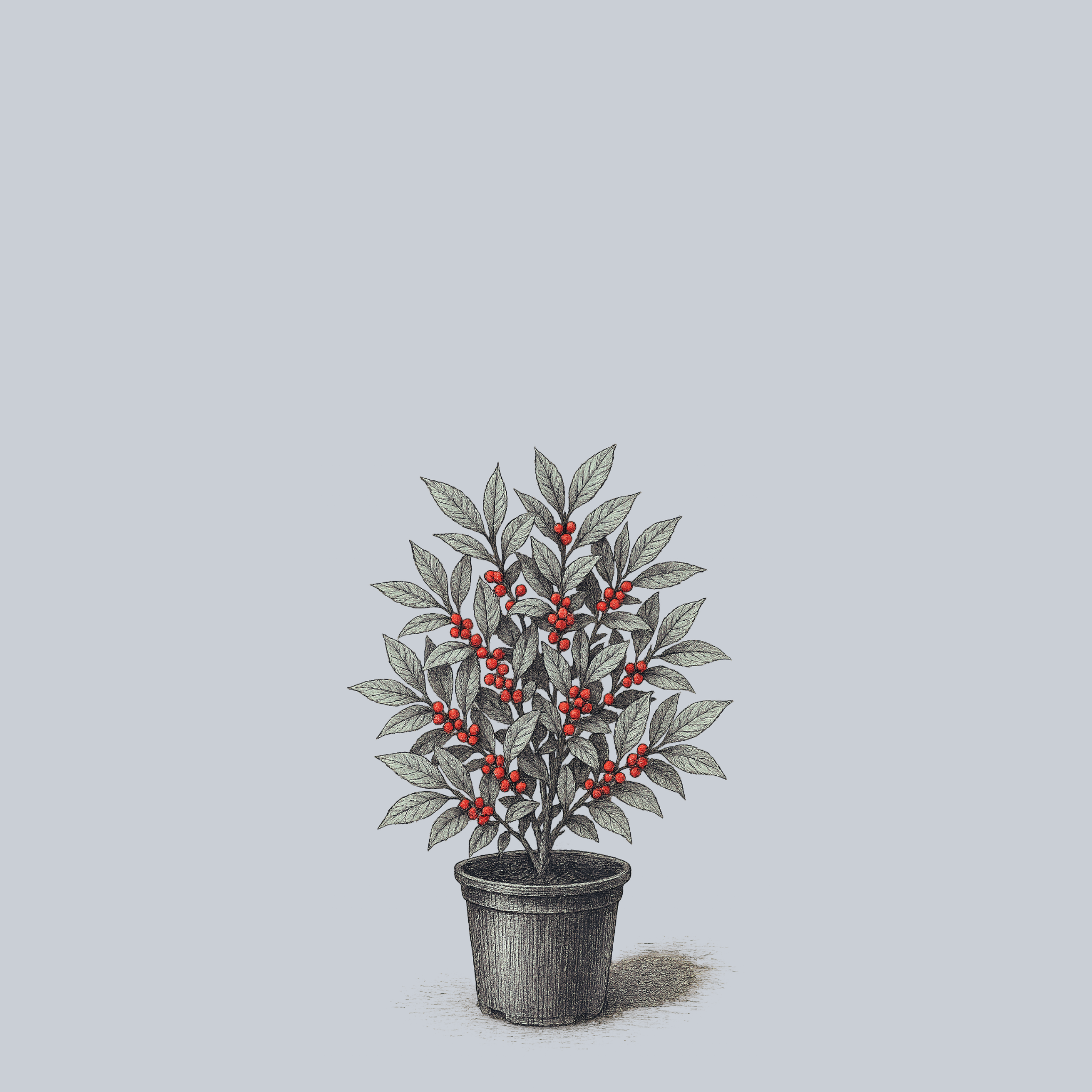 winterberry house plant Berry Heavy Winterberry Holly – Plant Detectives