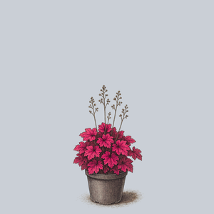 Berry Smoothie Coral Bells