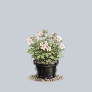 Beth Chatto Spotted Geranium (DUPLICATE)