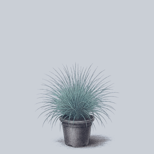 Beyond Blue Blue Fescue