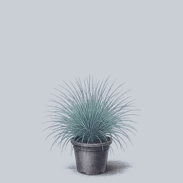 Beyond Blue Blue Fescue