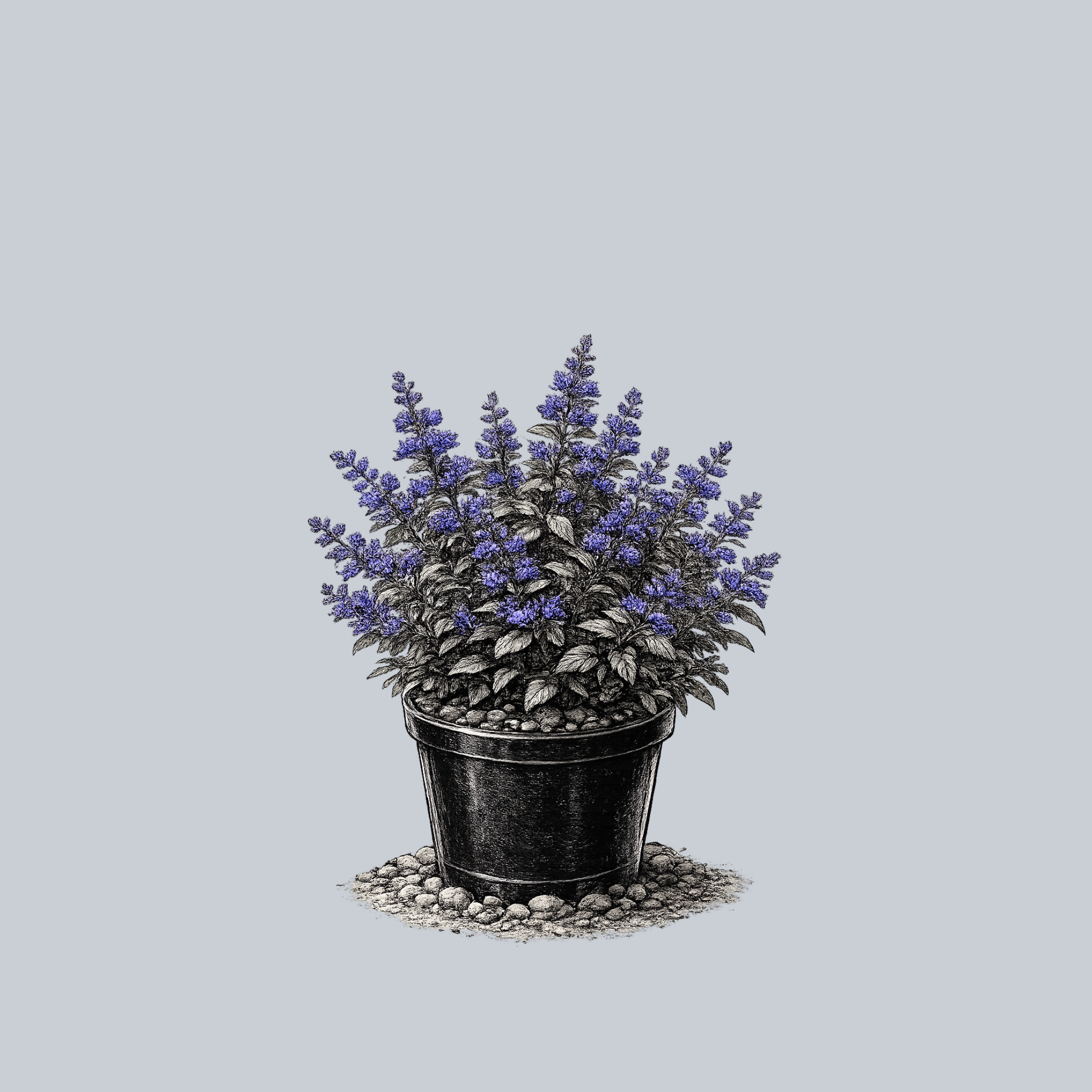 Beyond Midnight Bluebeard – Plant Detectives