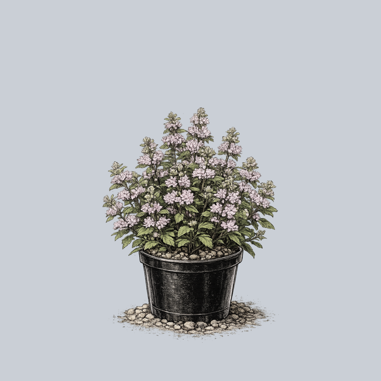 The Bluebeard Guide – Plant Detectives