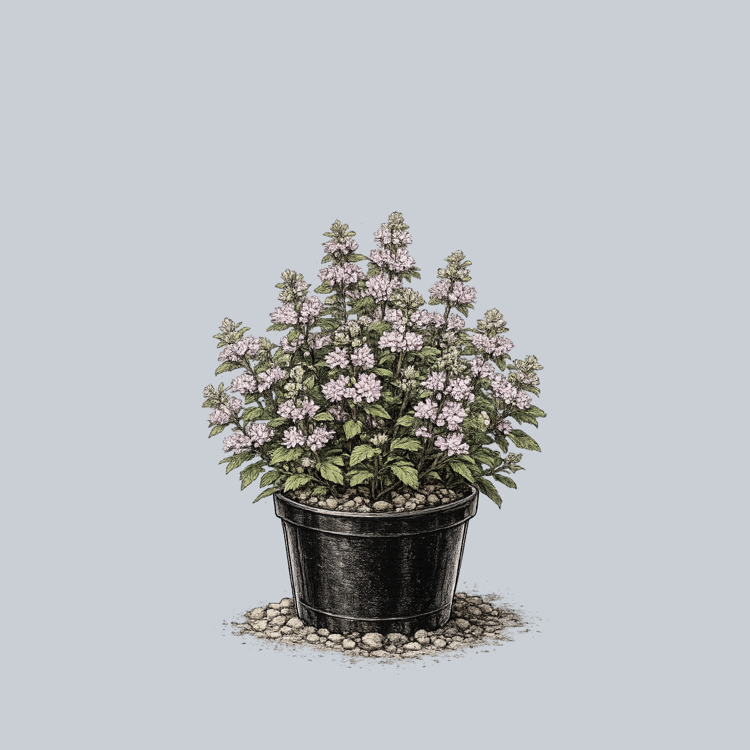 The Bluebeard Guide – Plant Detectives