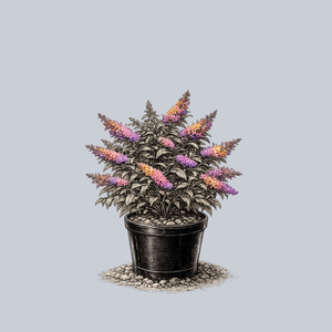 Bicolor Butterfly Bush