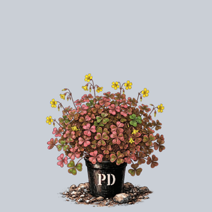 Bi-Color Oxalis