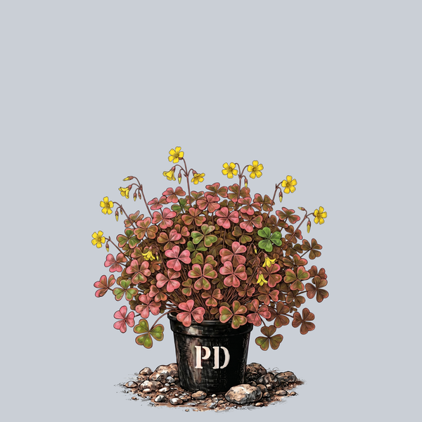Bi-Color Oxalis