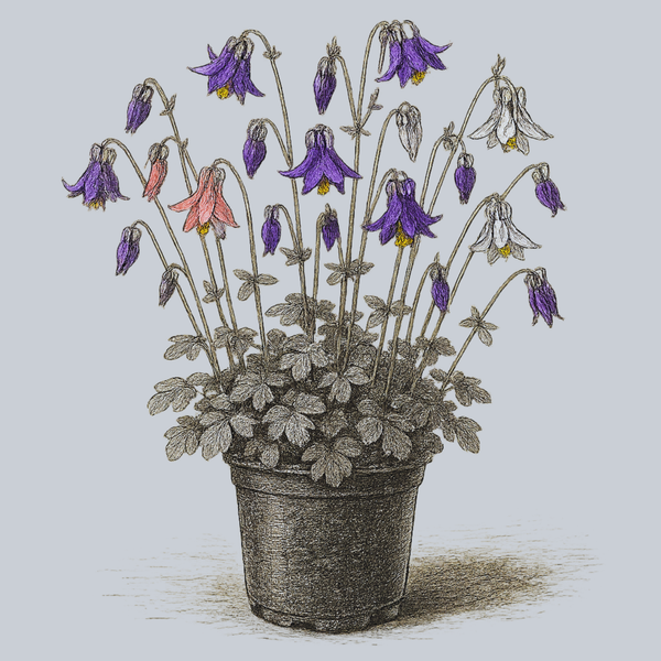 Biedermeier Columbine