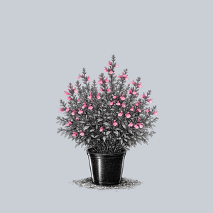 Big Pink Autumn Sage