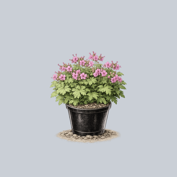 Bigroot Geranium