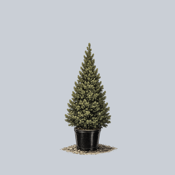 Big Berta White Spruce