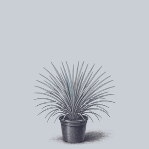 Blue Dune Lyme Grass