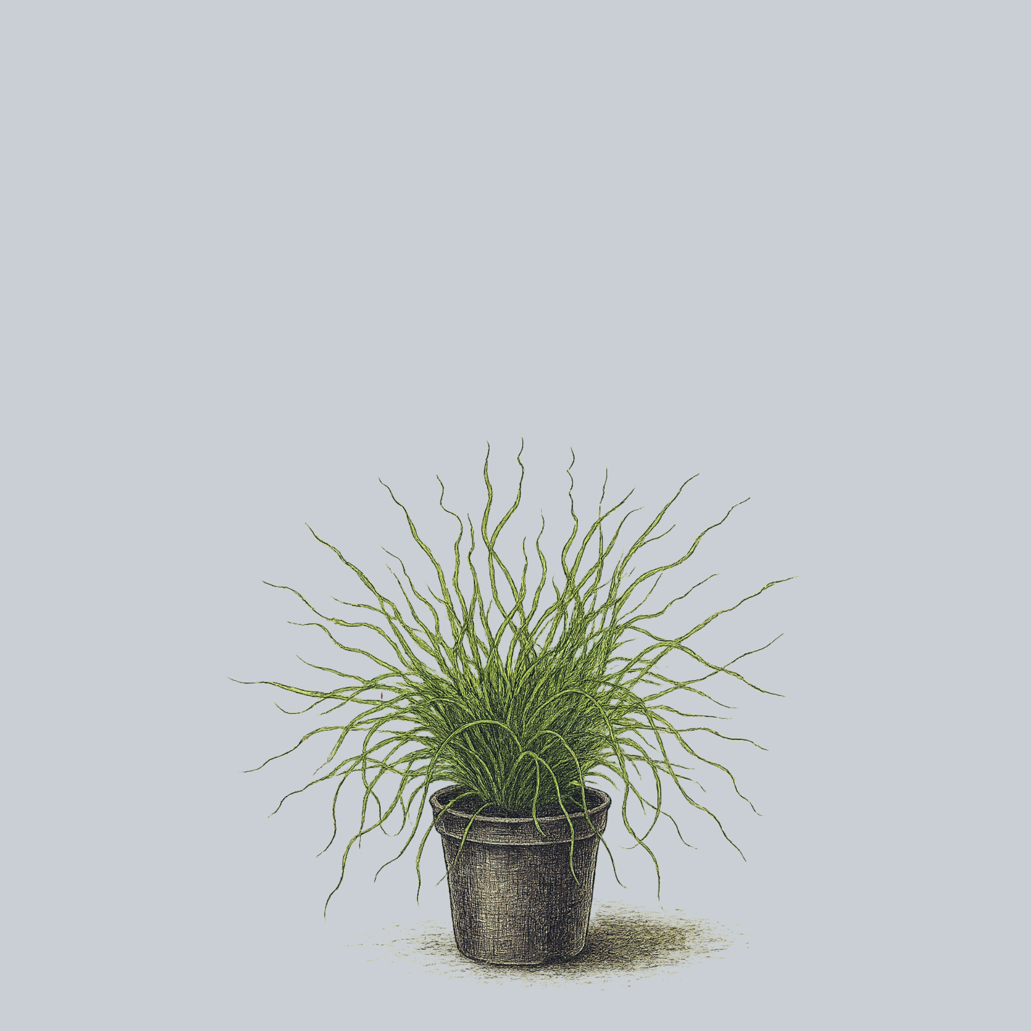 Big Twister Soft Rush – Plant Detectives