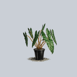 Billietiae Philodendron