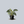 Load image into Gallery viewer, Birkin Philodendron
