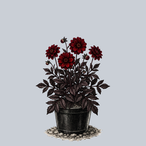 Bishop of Auckland Dahlia