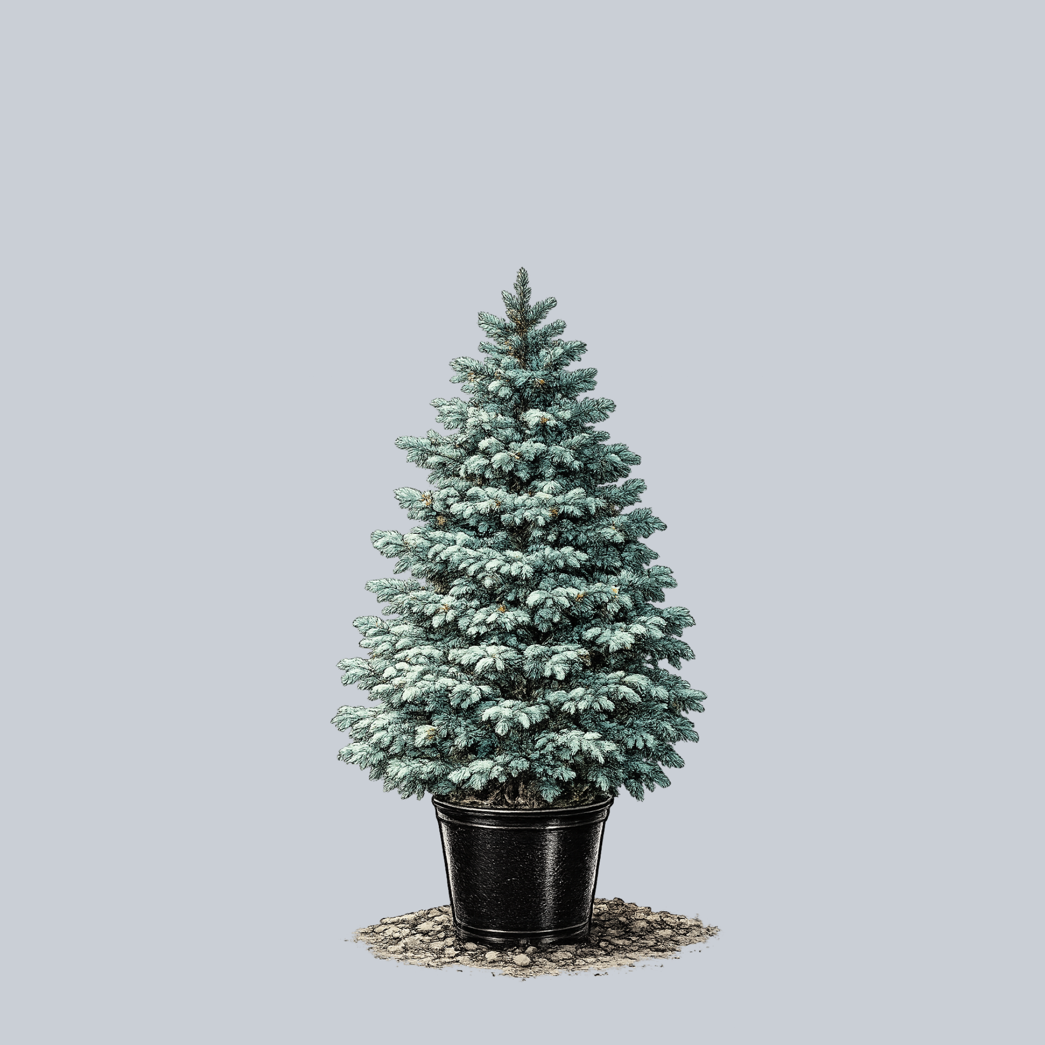 Bizon Blue Colorado Spruce – Plant Detectives