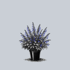 Black and Blue Anise Sage