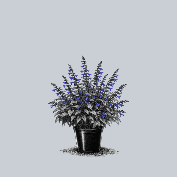 Black and Blue Anise Sage
