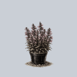 Blackbeard Beardtongue