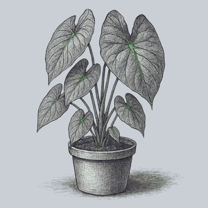 Black Beauty Elephant Ear