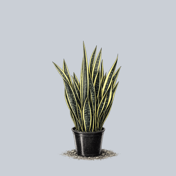 Black Gold Snake Plant