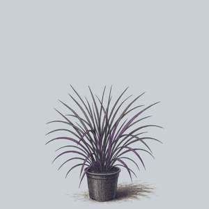 Blackhawks Big Bluestem