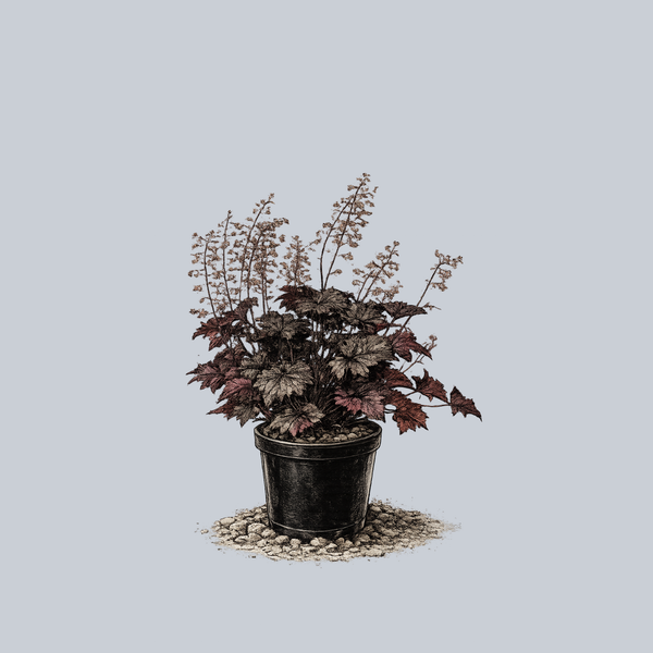 Blackout Coral Bells
