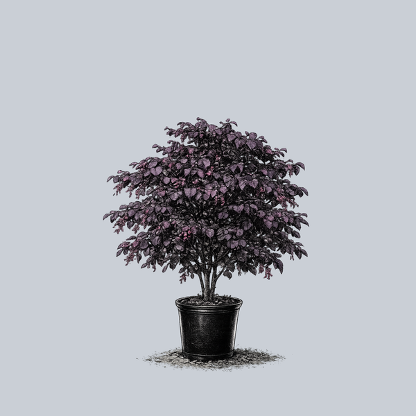 Black Pearl Eastern Redbud