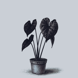 Black Sapphire Elephant Ear