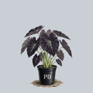 Black Beauty Elephant Ear