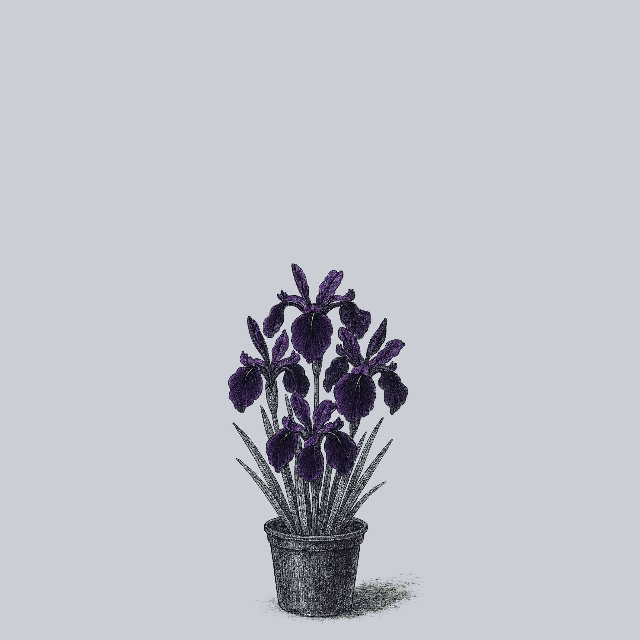 black iris plant Black Form Iris – Plant Detectives