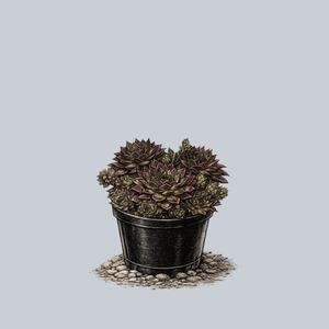 Black Hens and Chicks