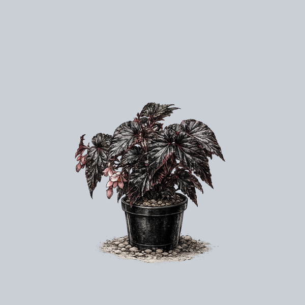 Black Magic Begonia