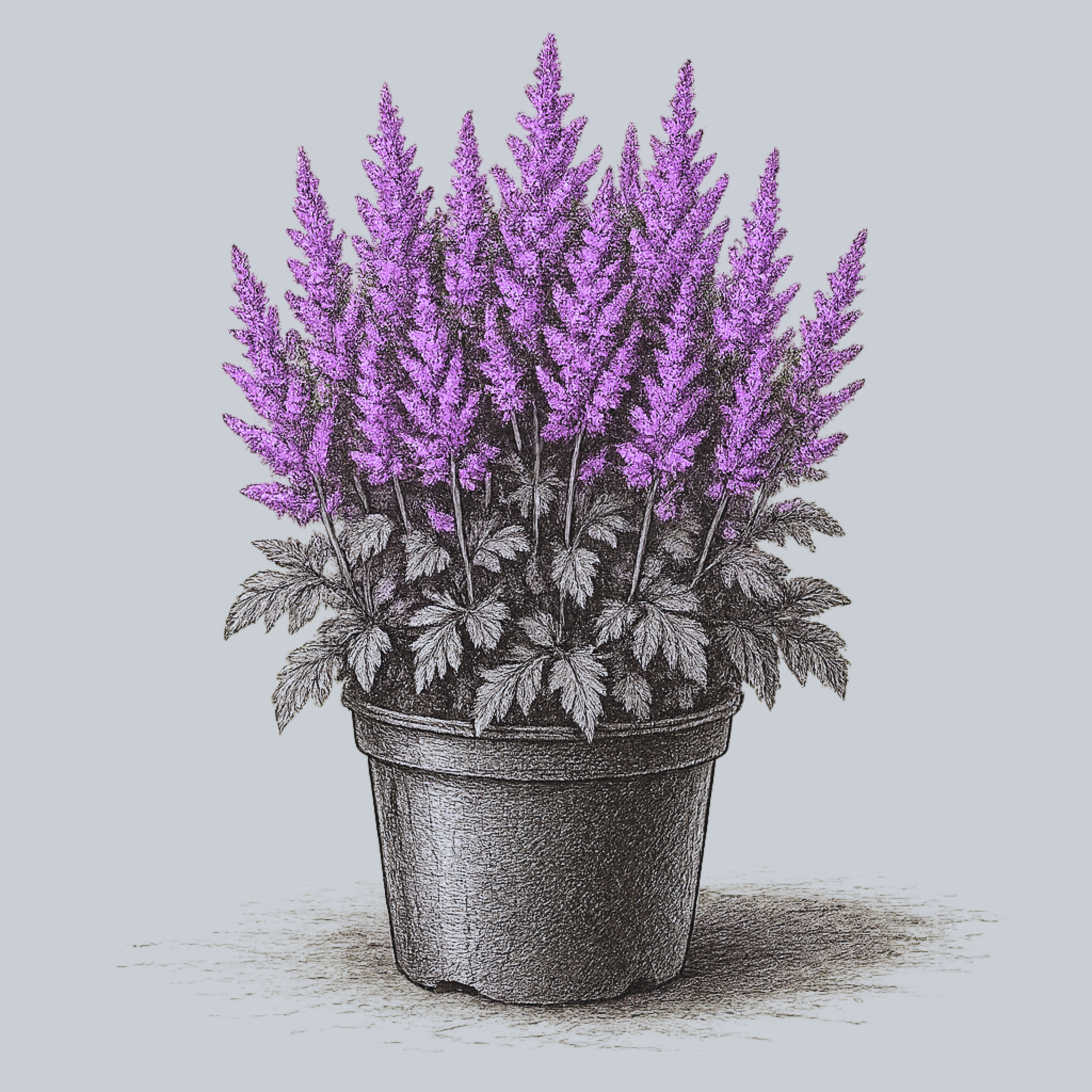 chinese lavender plant Black Pearls Chinese Astilbe – Plant Detectives