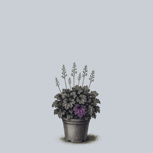 Black Pearl Coral Bells