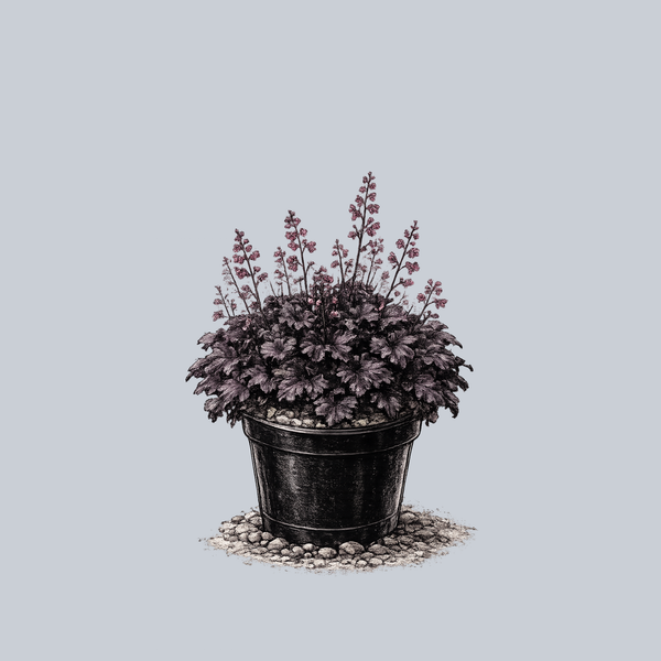 Black Pearl Coral Bells