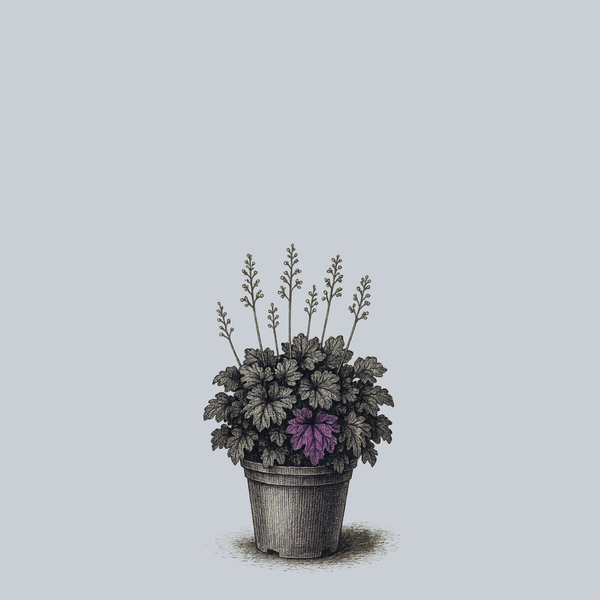 Black Pearl Coral Bells