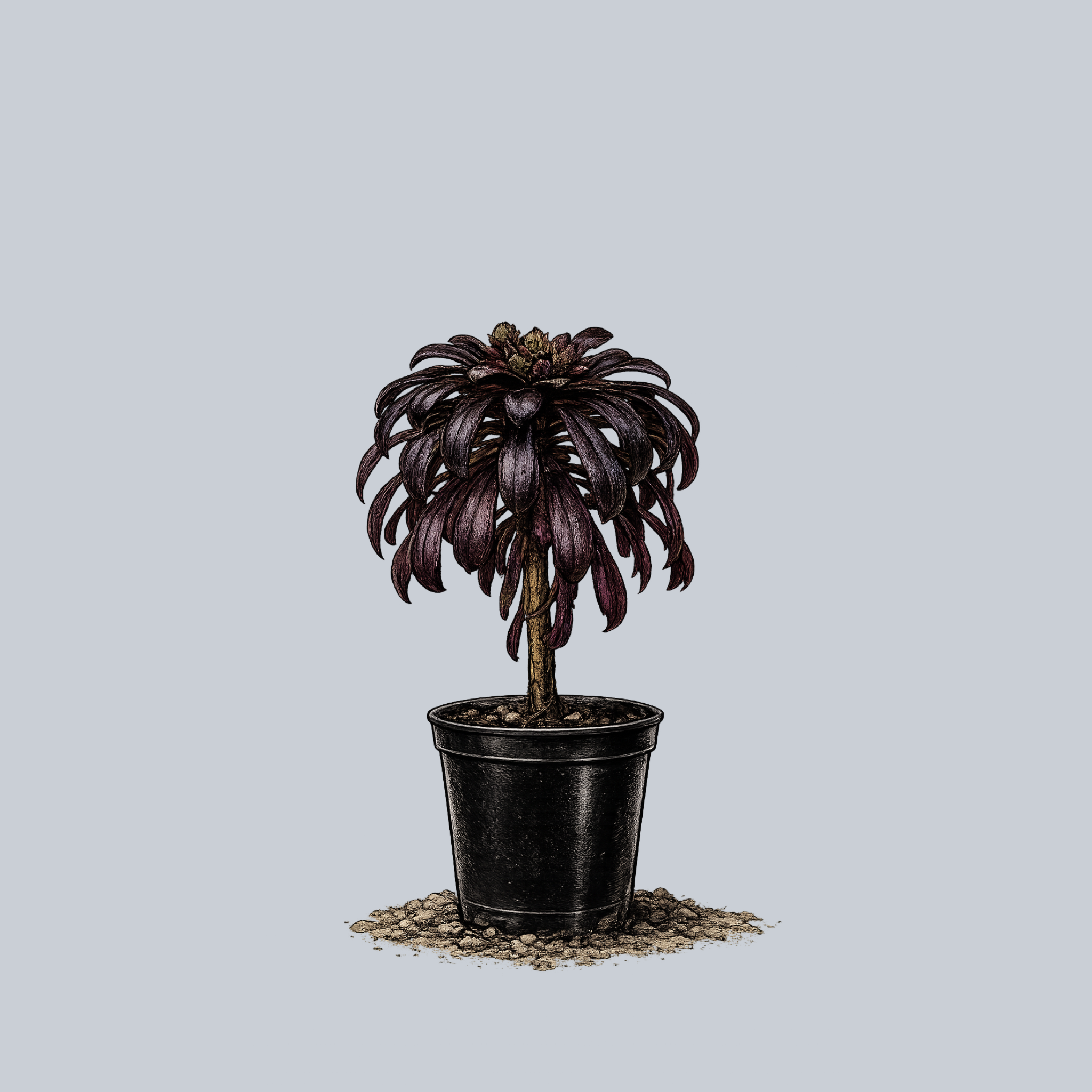 Black Rose Aeonium – Plant Detectives