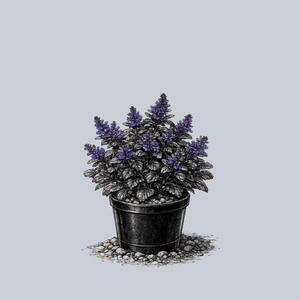 Black Scallop Bugleweed