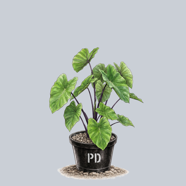 Black Stem Elephant Ear