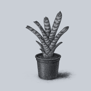 Black Tiger Bromeliad